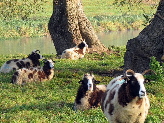 Boyne Valley Wools 4